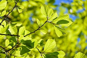 藕苗(怎样种植荷花藕芽)