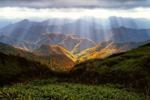 硬又黑(猫咪便便黑色的很硬)